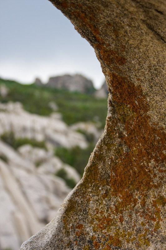 Lichen On Rock